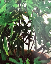 Load image into Gallery viewer, Ficus Little Miss Figgy