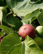 Load image into Gallery viewer, Ficus Little Miss Figgy