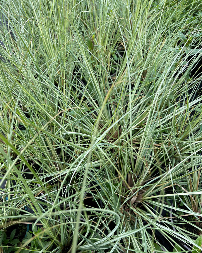 Cortaderia Selloana Silver Goblin.