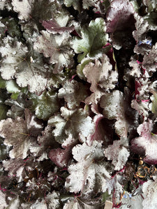 Heuchera Black Pearl (p)