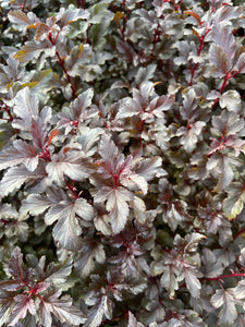 Physocarpus All Red