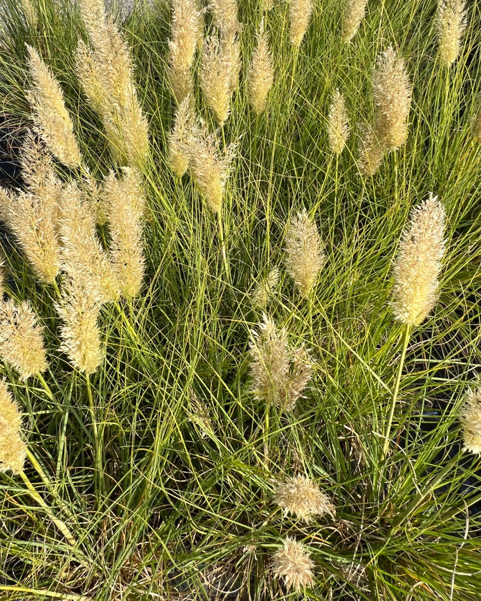 Cortaderia Selloana Tiny Pampa