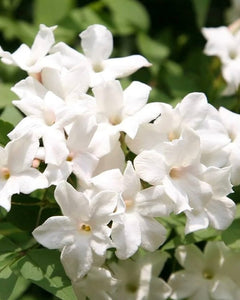 Jasminum officinale