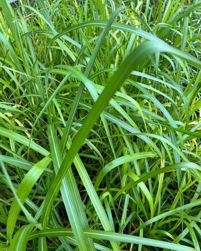 Miscanthus x Giganteus