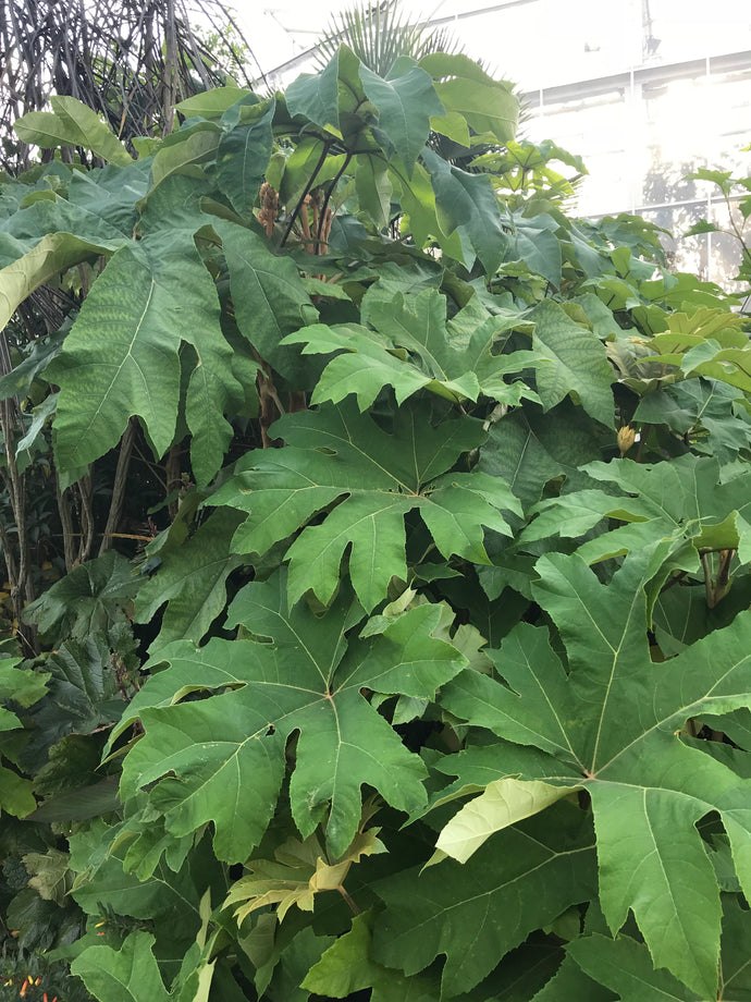 Tetrapanax Papyrifera Rex