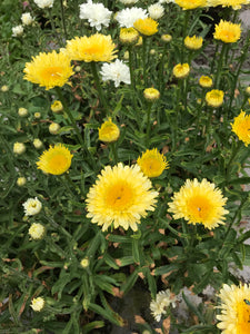 Leucanthemum Banana Cream