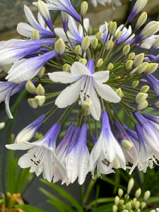 Agapanthus 'Twister' African Lily