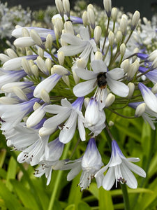 Agapanthus 'Queen Mum' African Lily