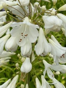 Agapanthus 'Arctic Star' African Lily