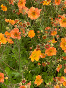 Geum Totally Tangerine Avens