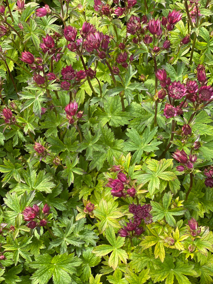 Astrantia Star of Love