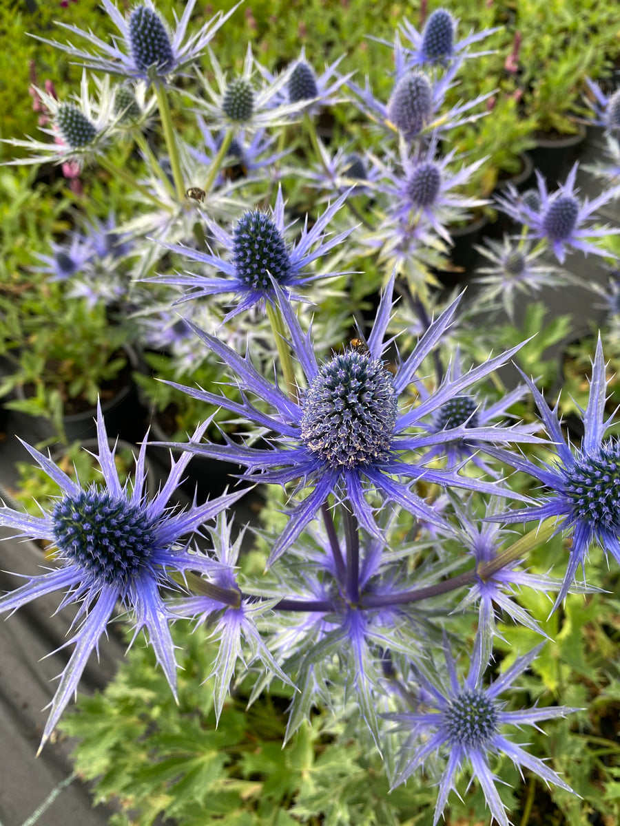 Eryngium x Zabelli Big Blue – Lands End Nurseries