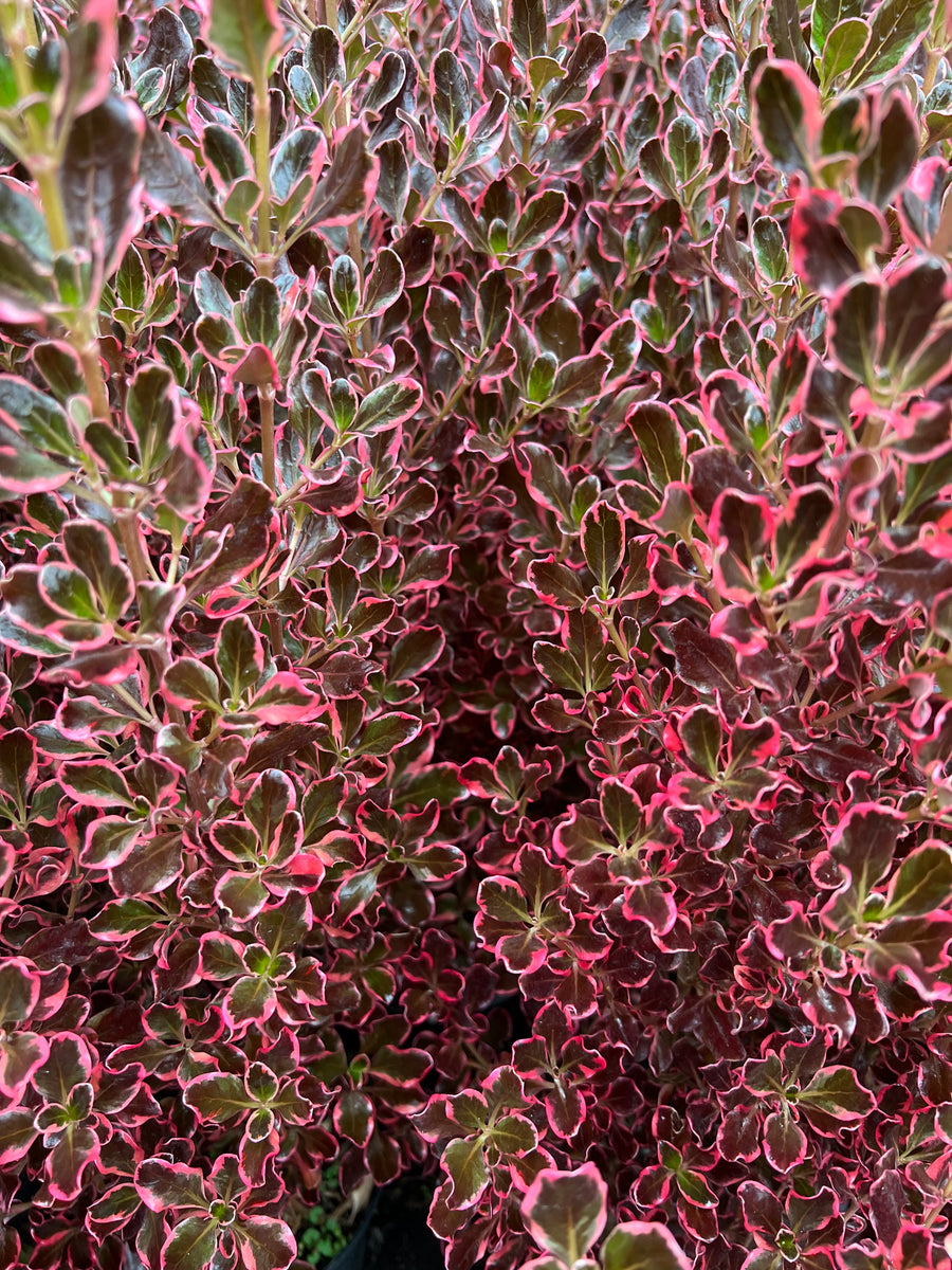 Coprosma Eclipse Rhs Coprosma Eclipse – Lands End Nurseries
