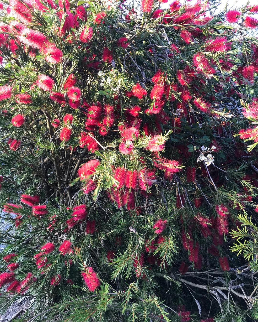 Callistemon Inferno - Lands End Nurseries
