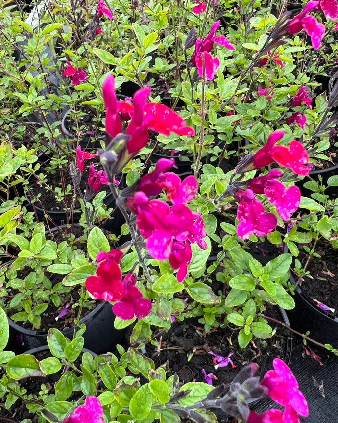 Salvia Greggii 'Cherry Lips'