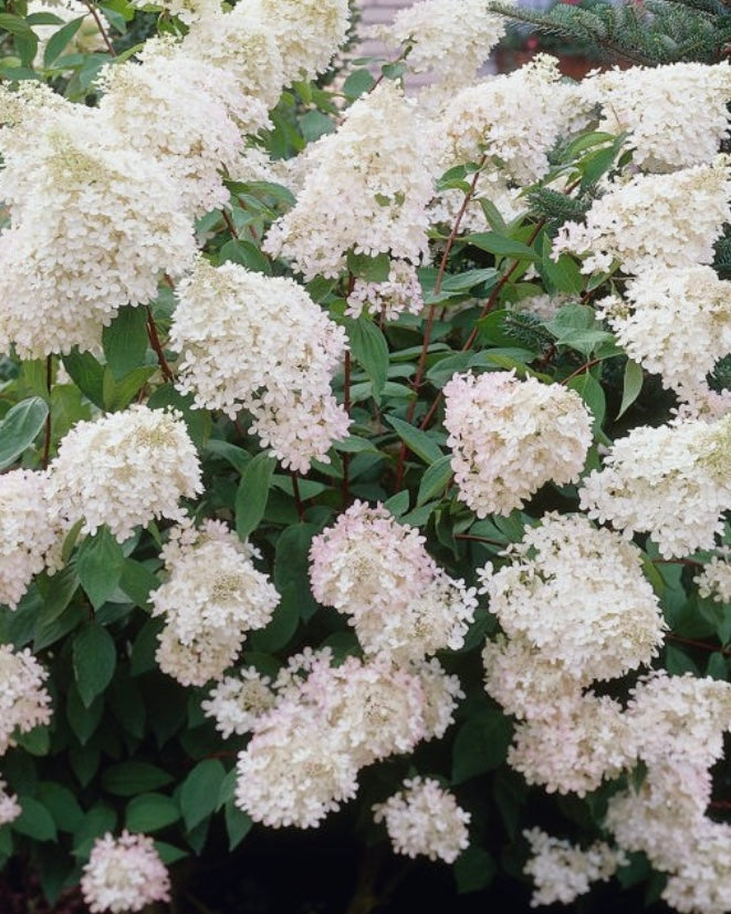 Hydrangea Paniculata Phantom