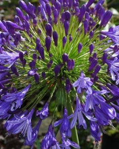 Agapanthus 'Regal Beauty' African Lily