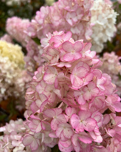 Hydrangea Paniculata Vanille Fraise