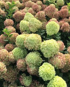 Hydrangea Paniculata Little Fresco