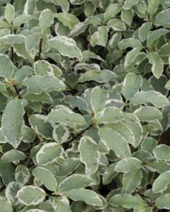 Pittosporum Tenuifolium Colliag Silver'