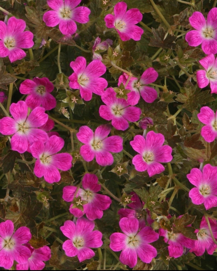 Geranium Orkney Cherry'