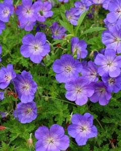 Geranium Rozanne